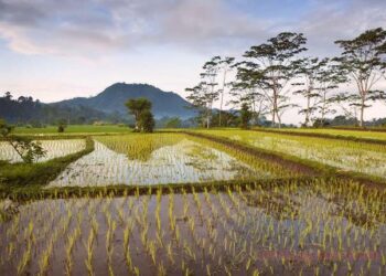 jokowi-subsidi-pupuk-rp14-triliun-respons-el-nino-dan-jaga-produksi