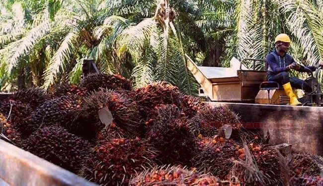 produksi-biodiesel-tbla-2024